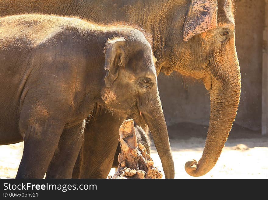 A new elefant baby with mother. A new elefant baby with mother