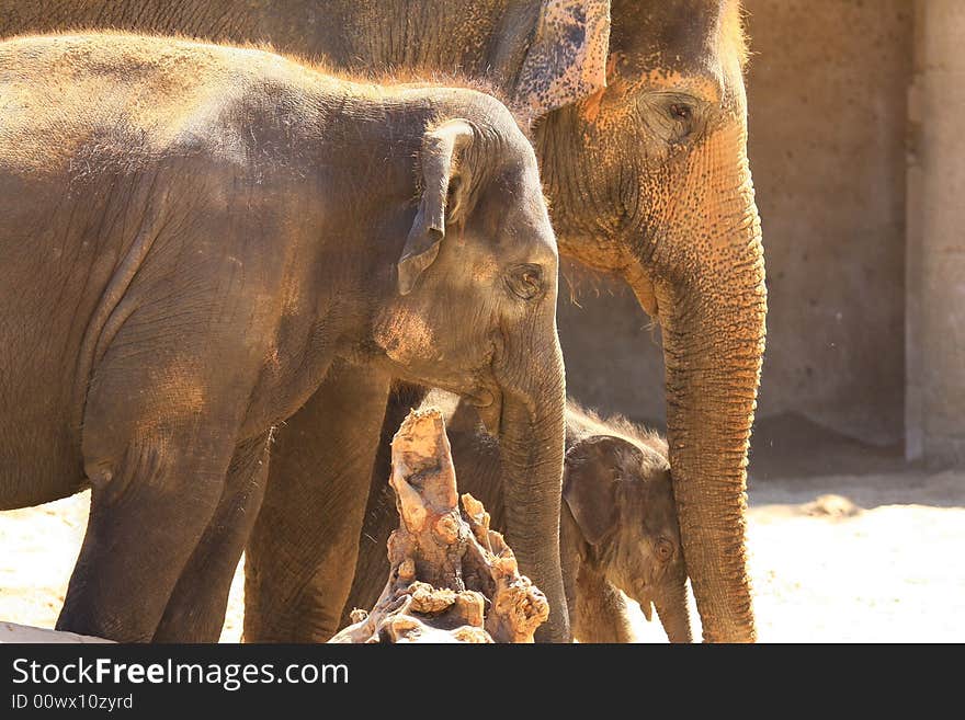 A new elefant baby with mother. A new elefant baby with mother