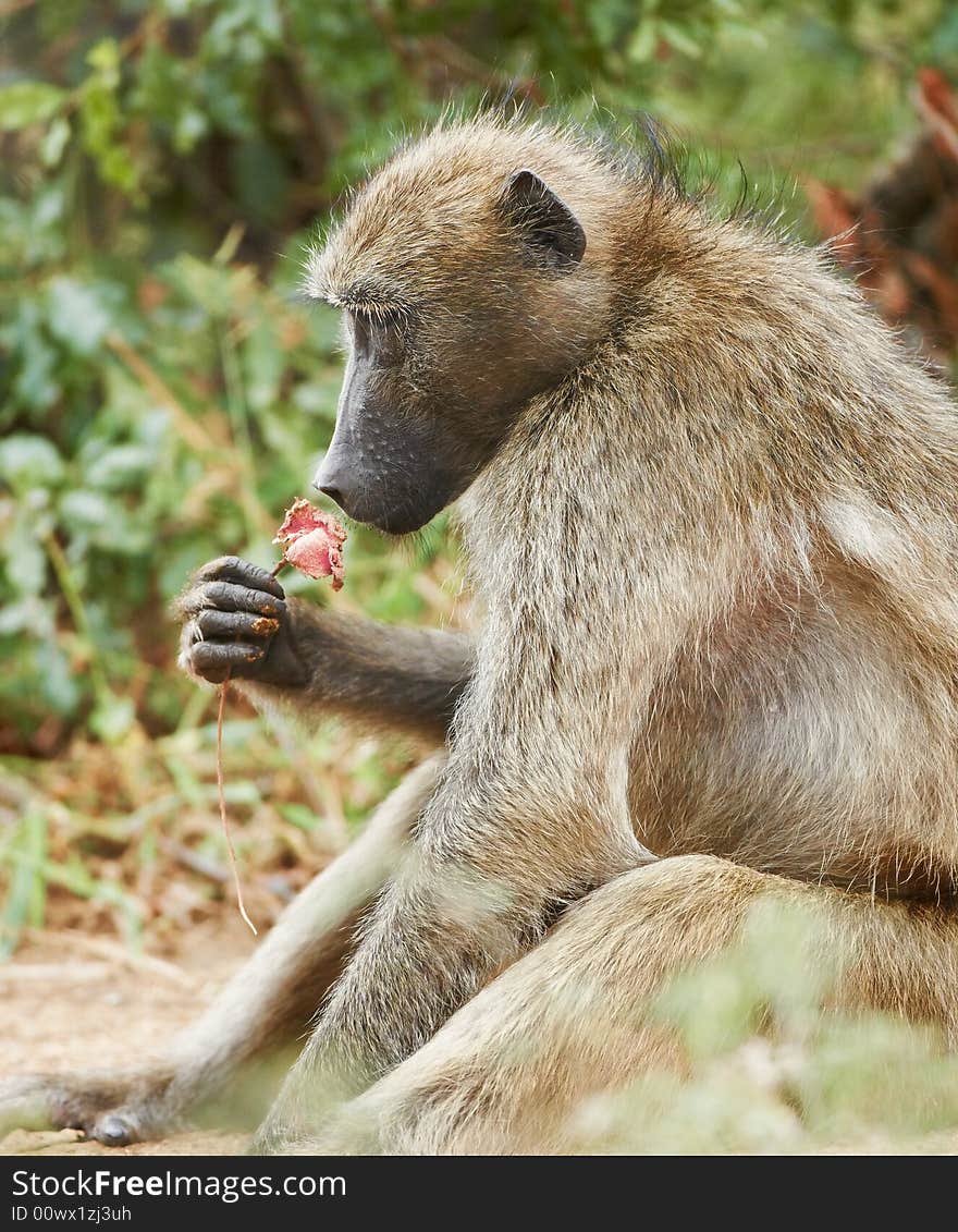 Baboon Staring At Pink Rose