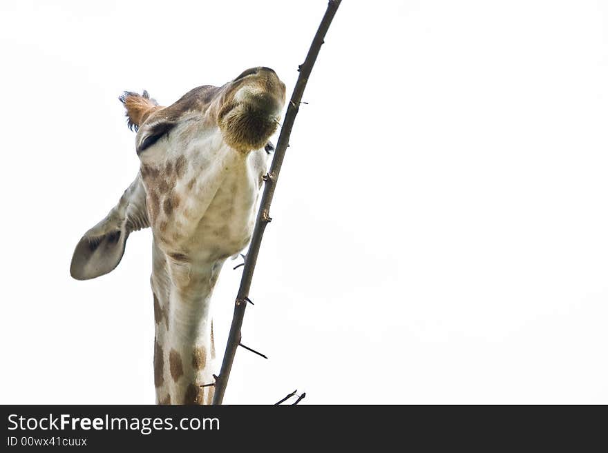 Close up of a giraffe eating a branch