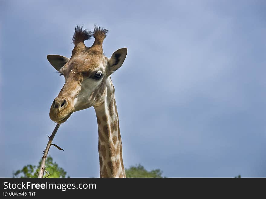 Close up of a giraffe eating a branch