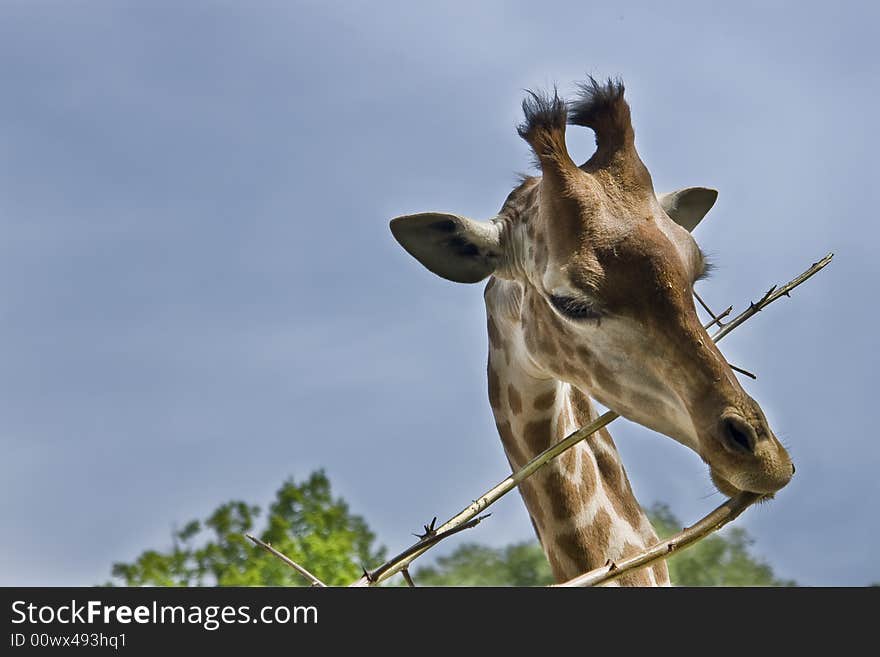 Close up of a giraffe eating a branch