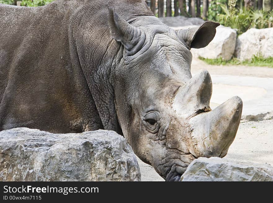 Portrait of a proud massive rhinoceros