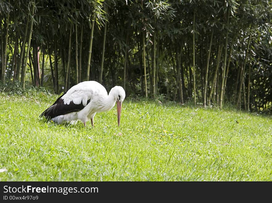 Stork