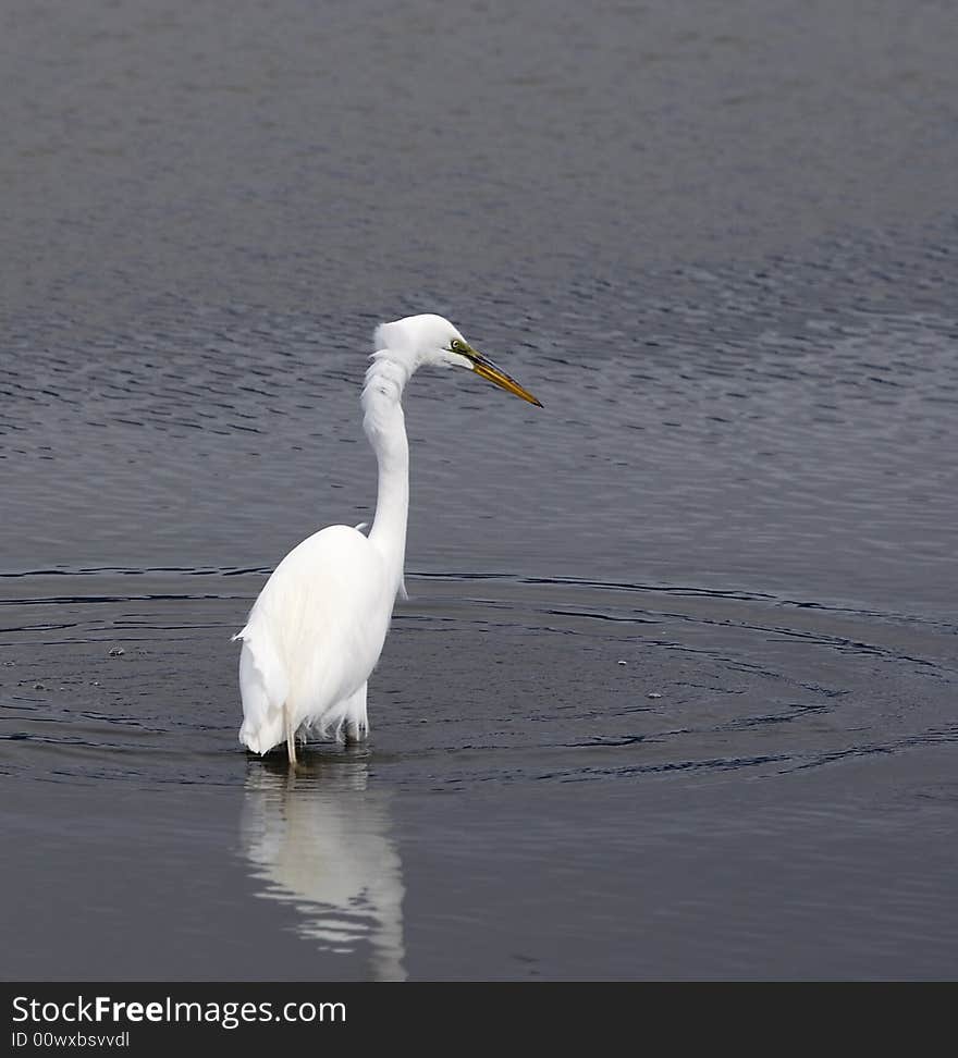 Great Egret