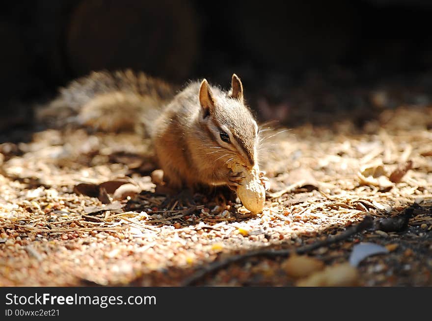 A Chipmunk eating in the woods.