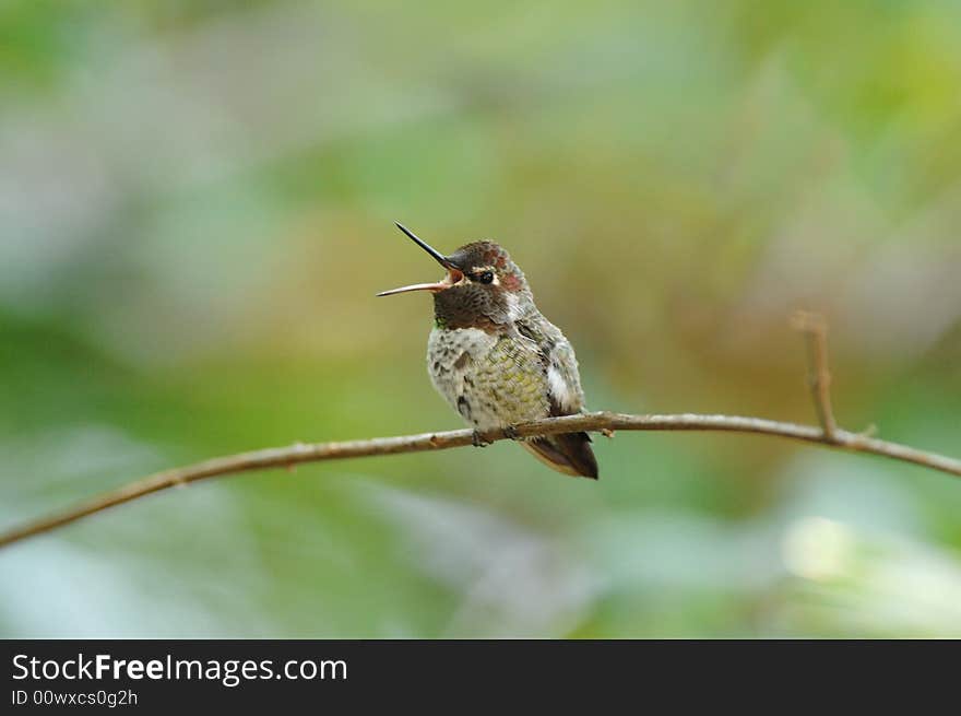 Hummingbird