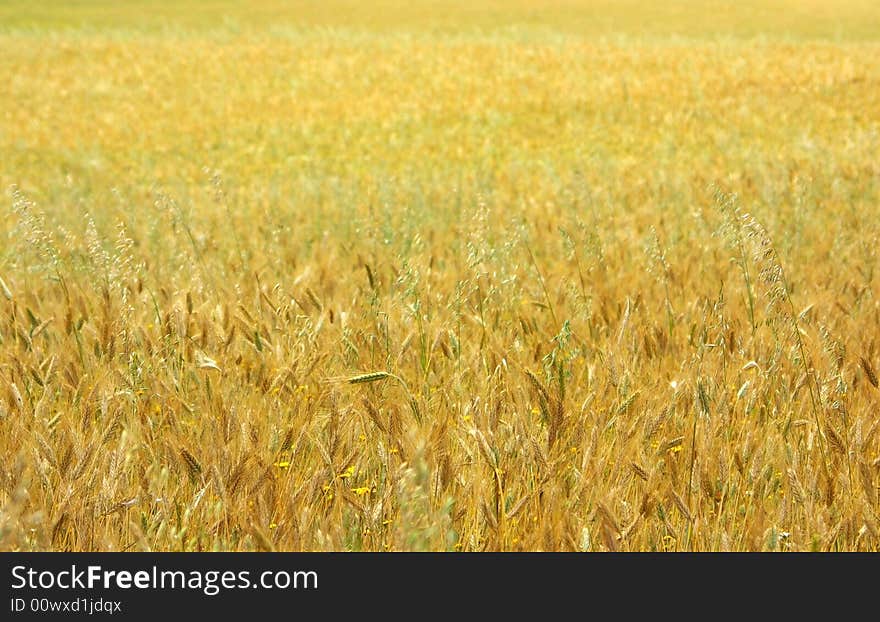 Texture of yellow field with cereal. Texture of yellow field with cereal.