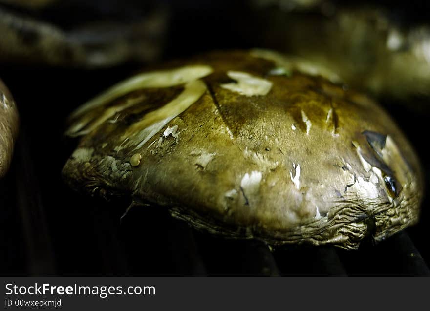 Close up of a portobello mushrioom on the grill. Close up of a portobello mushrioom on the grill.