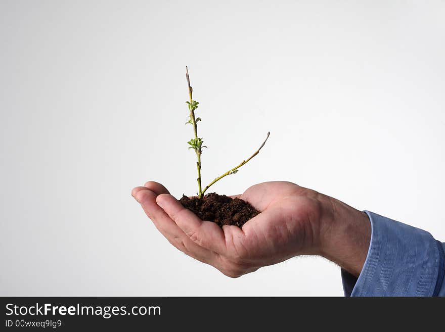 A tiny little tree starting to bloom in human hand, leafs just appearing. A tiny little tree starting to bloom in human hand, leafs just appearing