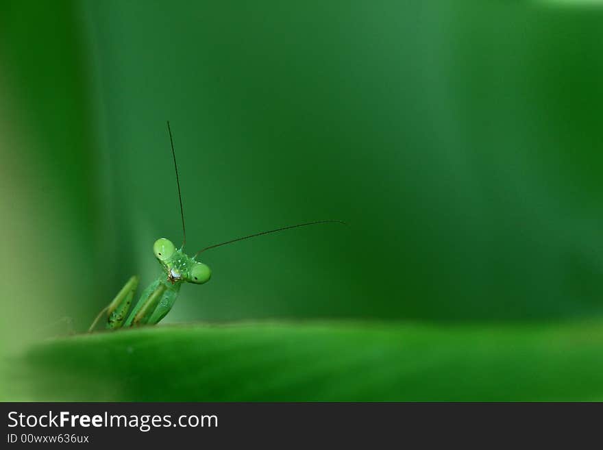 Mantis