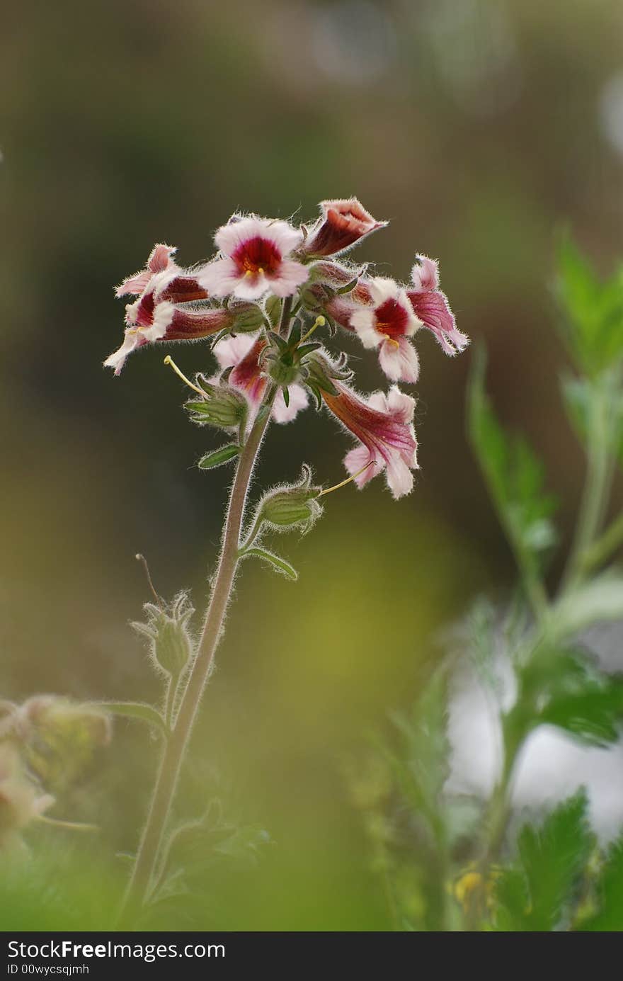 Small flower and sunshine ray in winter beijing botanical garden