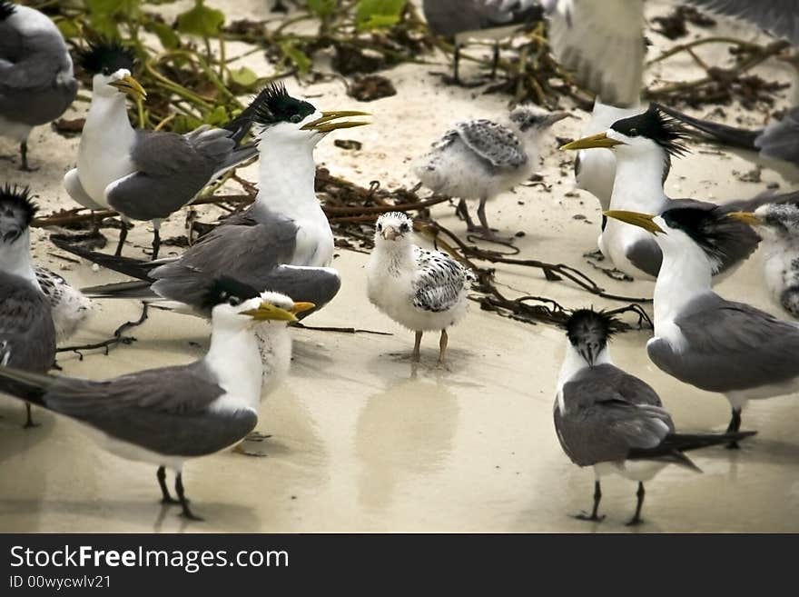 Family Of Terns