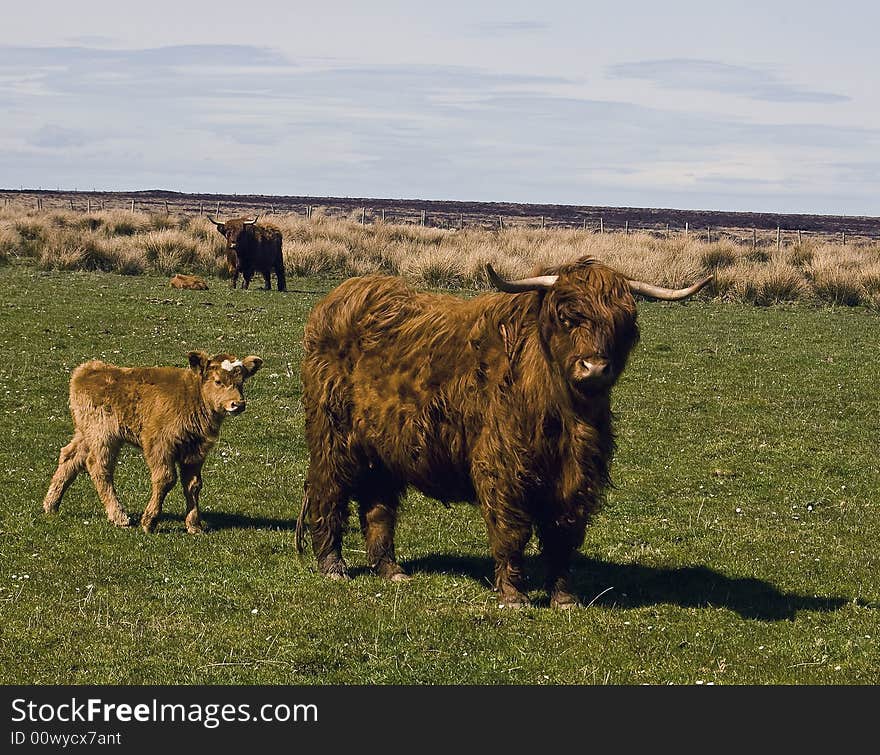 Highland Cows and calf, Caithness,Scotland,UK. Highland cows are not thought to be dangerous. They generally have a gentle, friendly nature. As with all large animals though, do take care not to spook them. And, be extra careful around mothers with calves, are they are very protective of their young. What are Highland Cows used for? Highland cows are known for the high butterfat content of their milk and the quality of their meat. Consequently, in times gone by, they were kept as house cows for milk and meat. Highland cows are slow maturing, their meat is fine textured, tender, and succulent. They have great longevity! This reduces herd replacement costs, since they&#x27;re known to live for about 20 years; a considerably longer lifespan than other beef breeds. The average number of calves per cow is 12, and some cows can still calve into their eighteenth year!