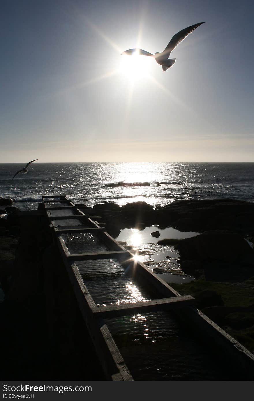 A seagull flies in the evening sun. A seagull flies in the evening sun.