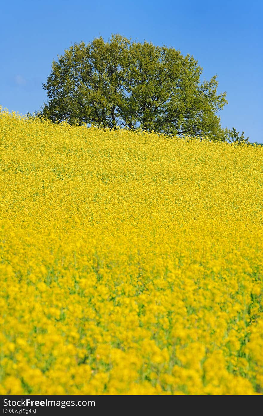 Rapefield with tree on top of hill