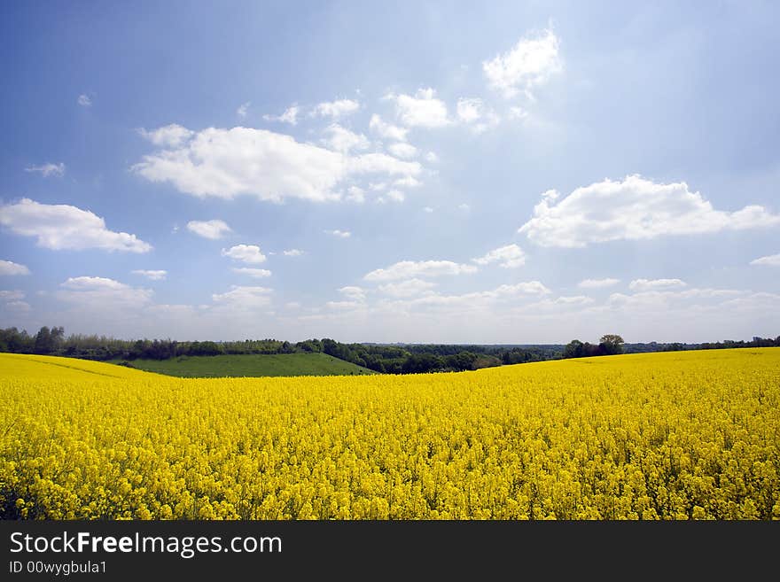 Rape field, meadows and forest in spring. Rape field, meadows and forest in spring