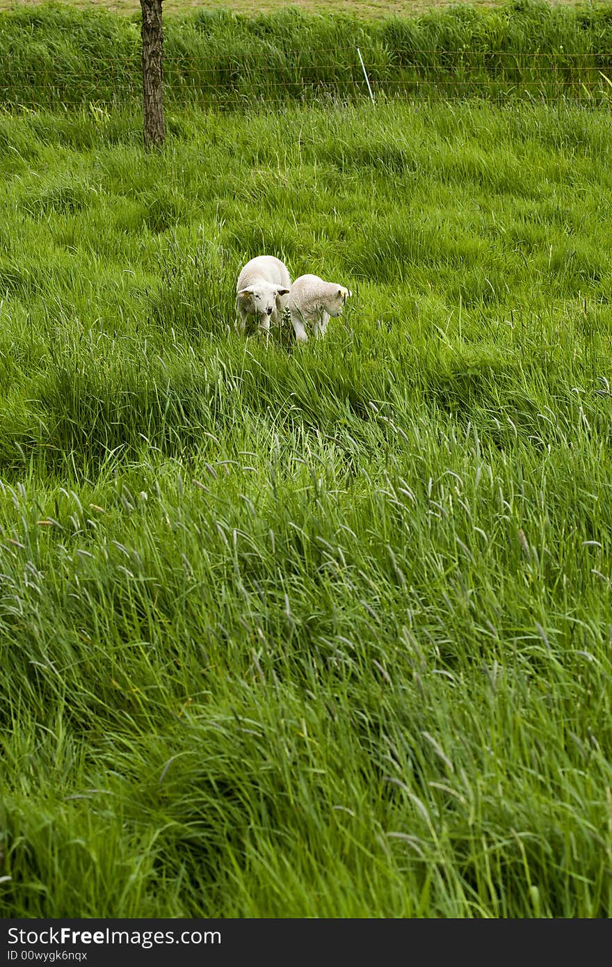 Two Lambs On Meadow