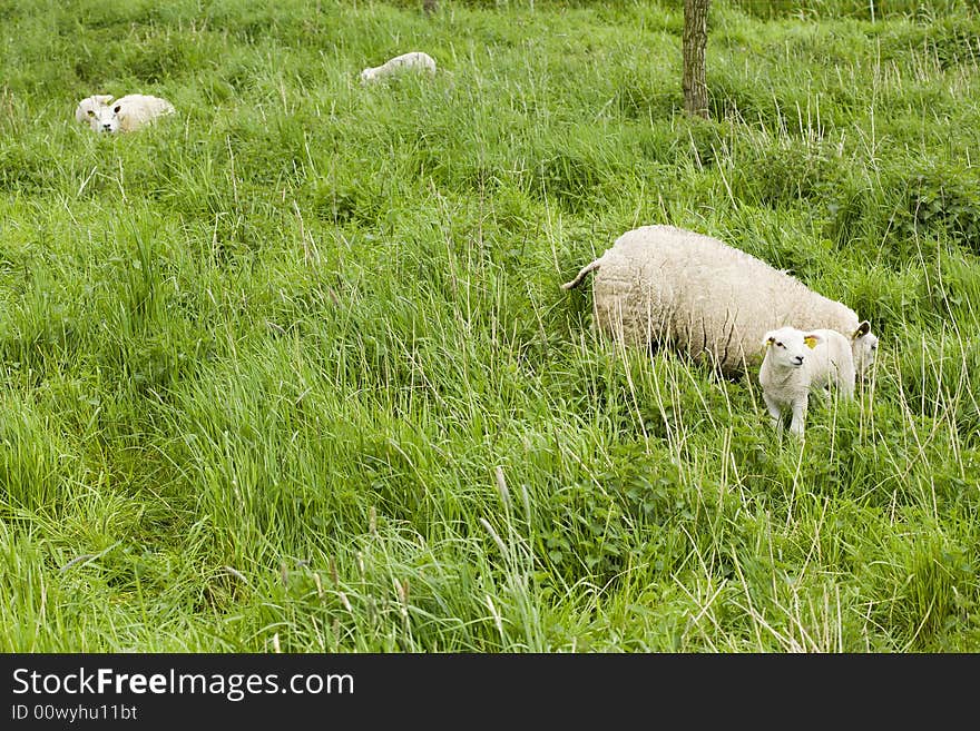 Sheep On Meadow