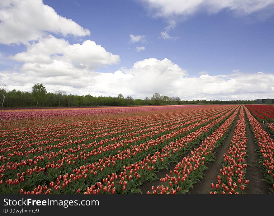 Tulip field in Holland