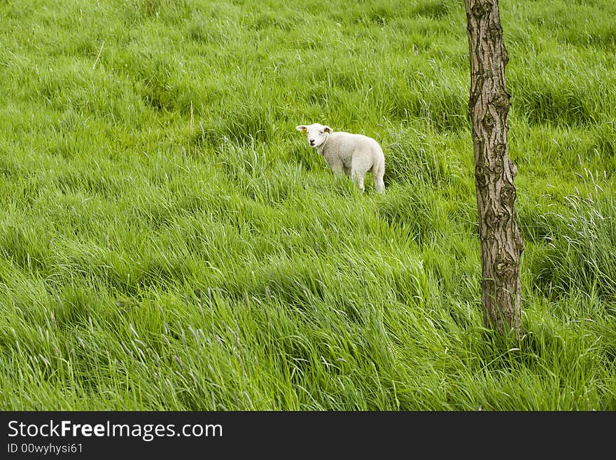 Single lamb on meadow