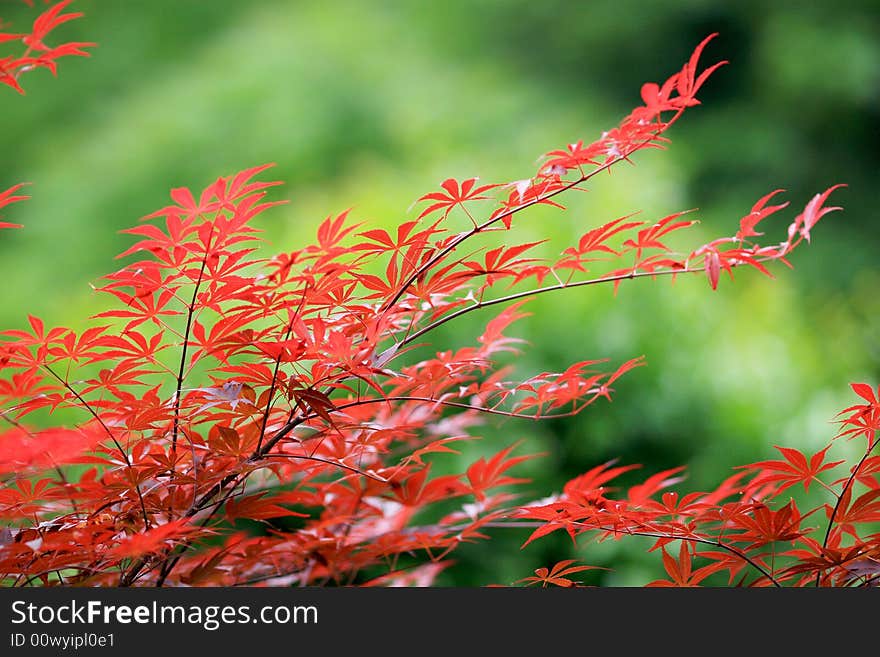 Beautiful red leaves in sun light