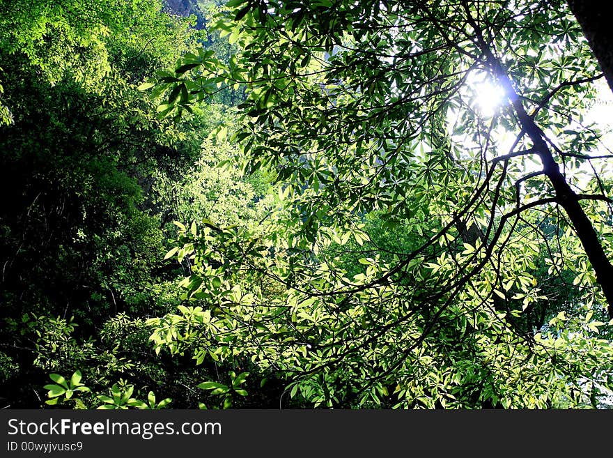 Beautiful green leaves in sun light