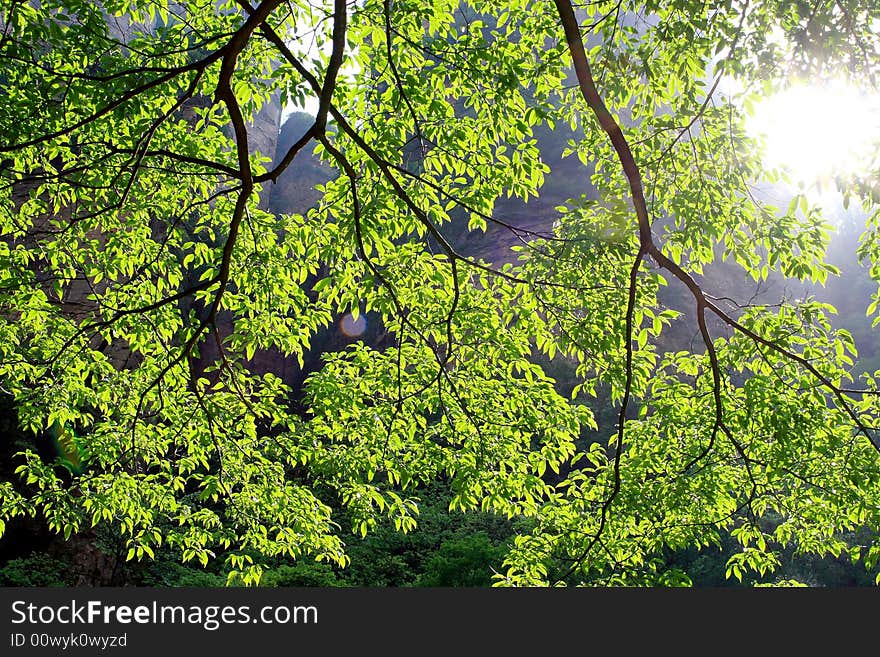 Beautiful green leaves in sun light