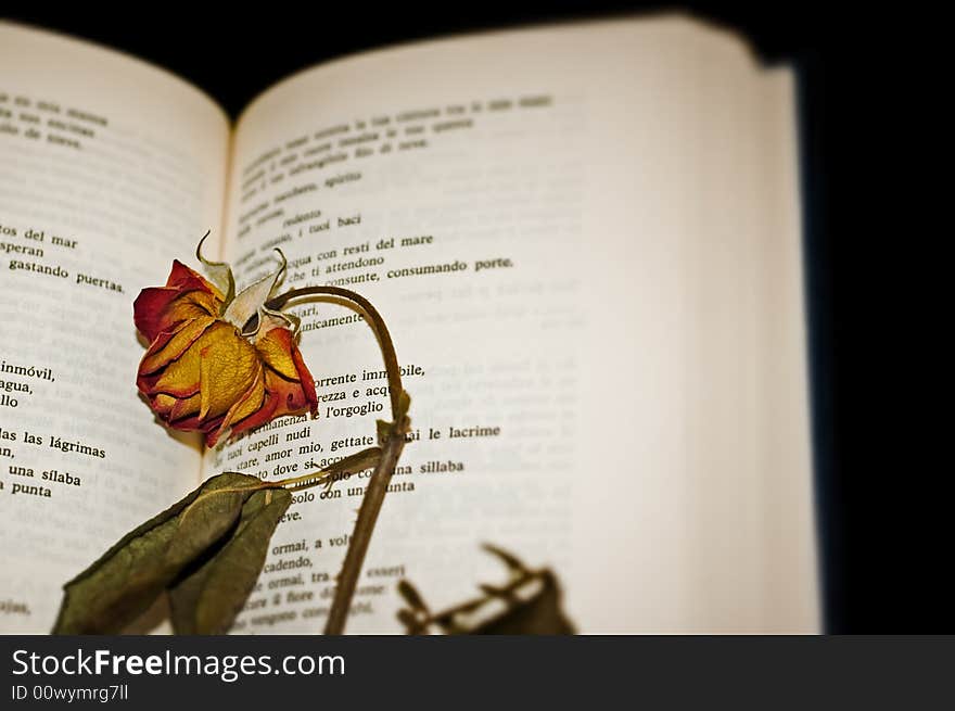 Close-up of a dried rose on open book pages