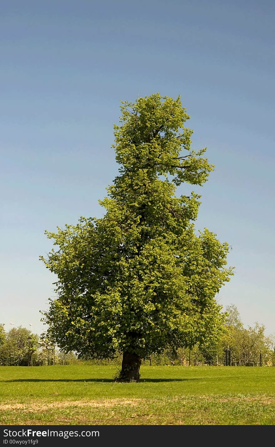 The single tree on a background of the blue sky