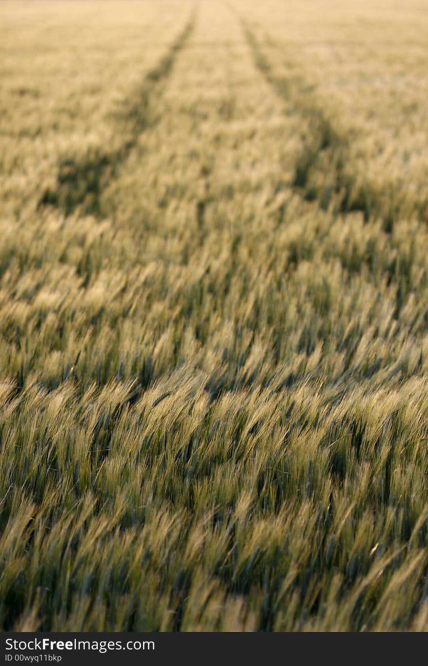 A  landscape wheat field at spring time