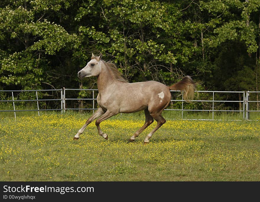 Close-ep of a two year old Arabian colt running in field. Close-ep of a two year old Arabian colt running in field