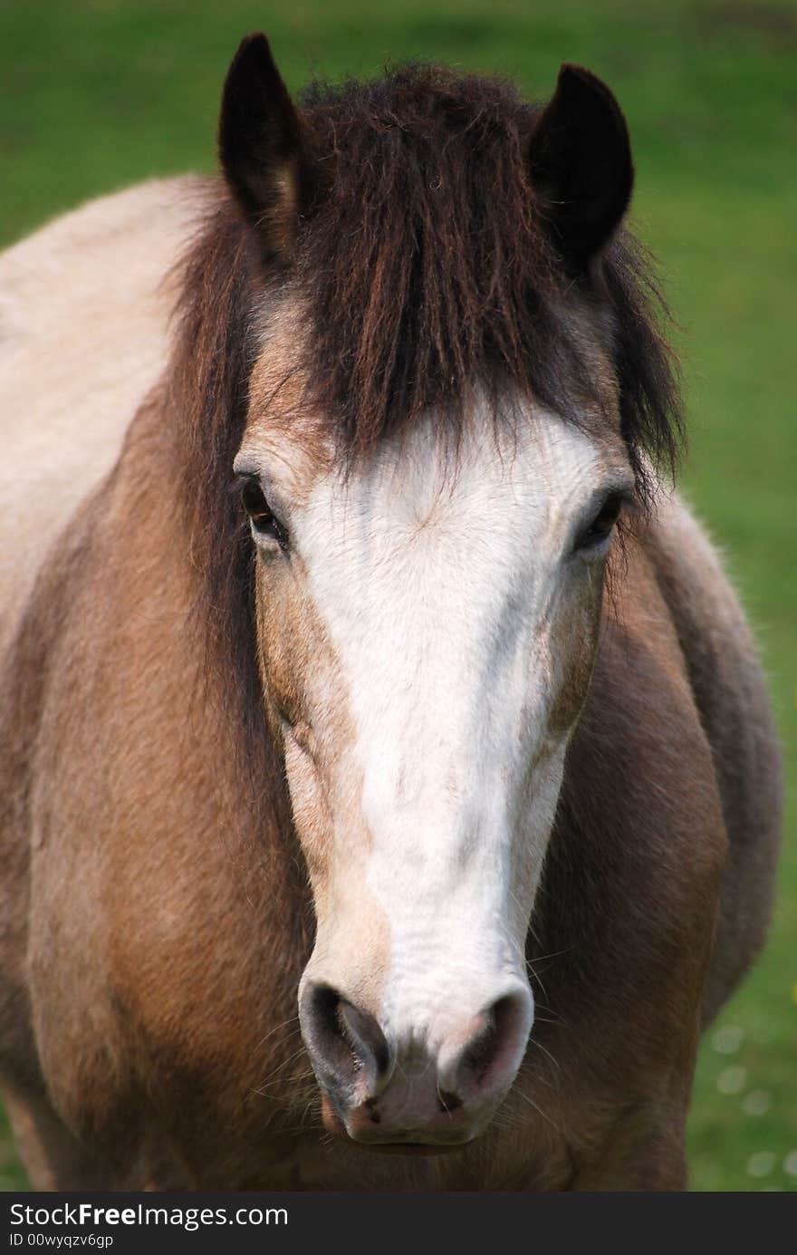 Headshot Of A Horse