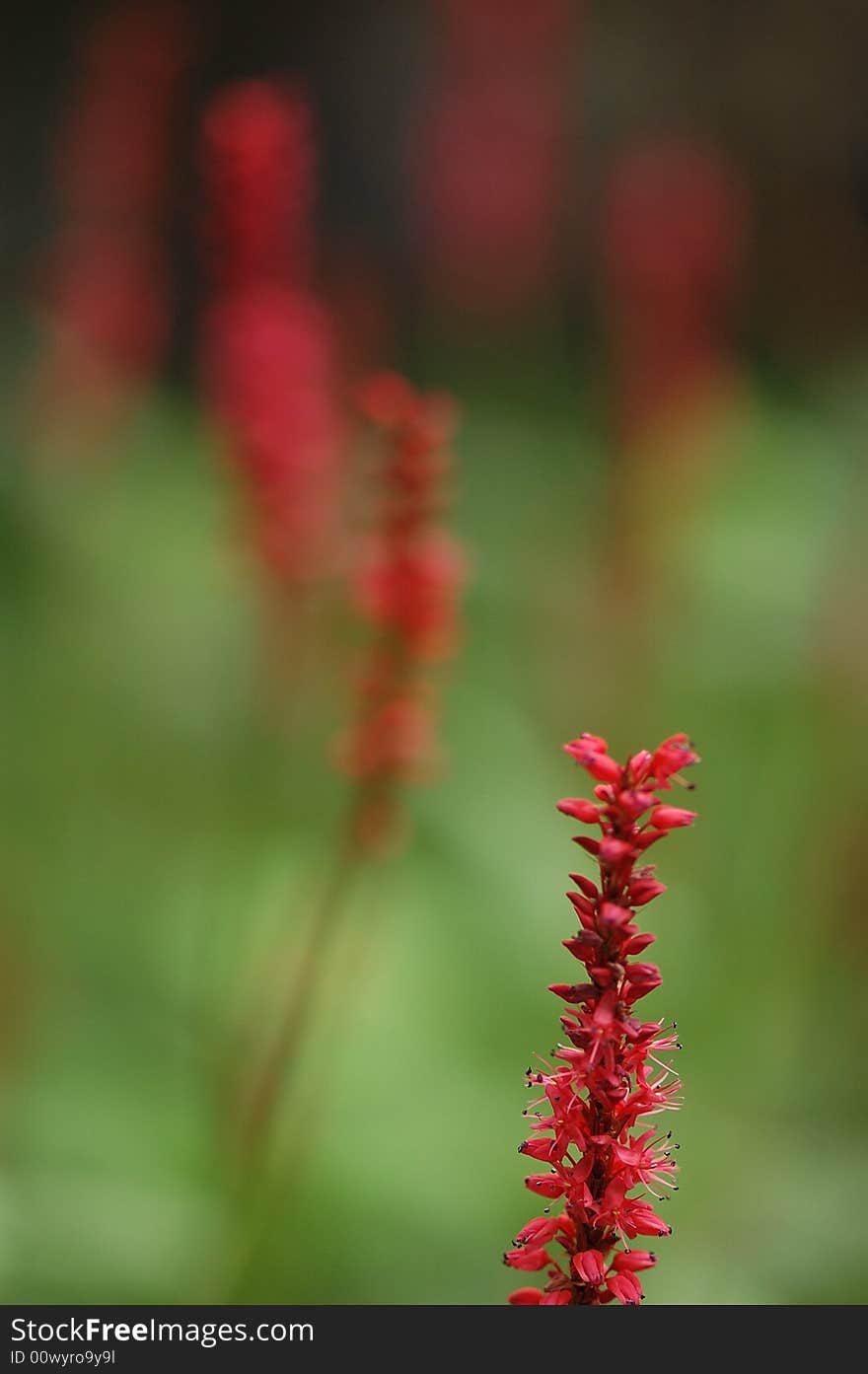 A group of strings  of red flower in green background. A group of strings  of red flower in green background.