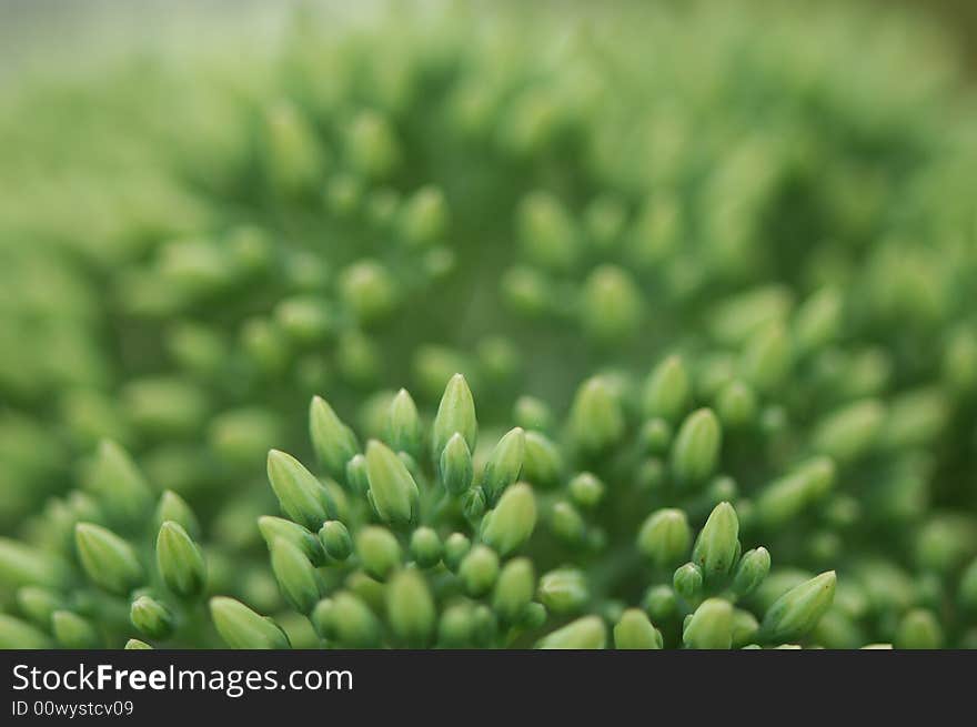 Green Flower Buds