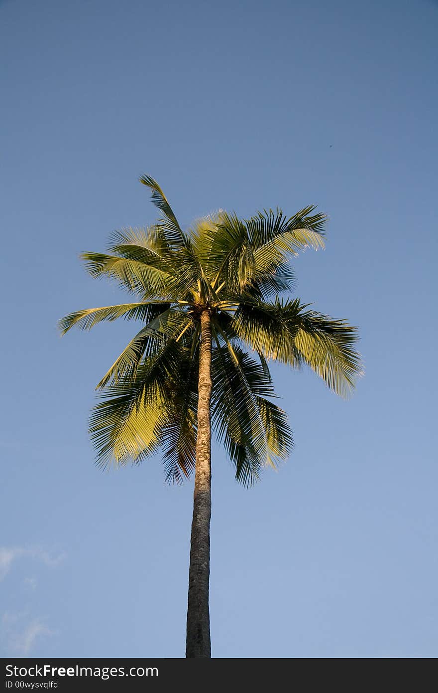 Palm Tree