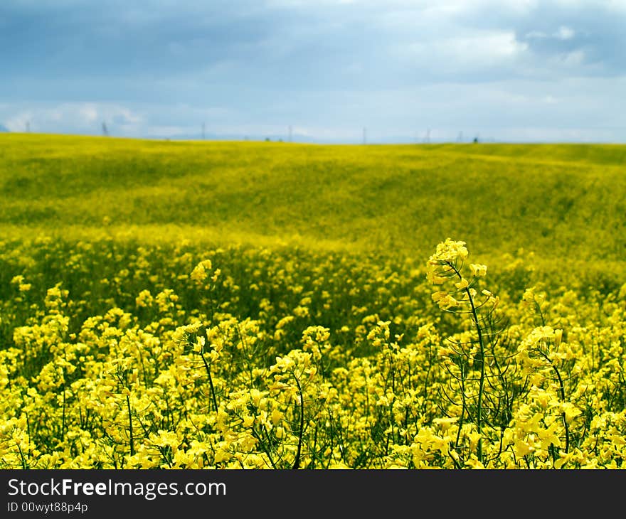 Rape (canolia) Field