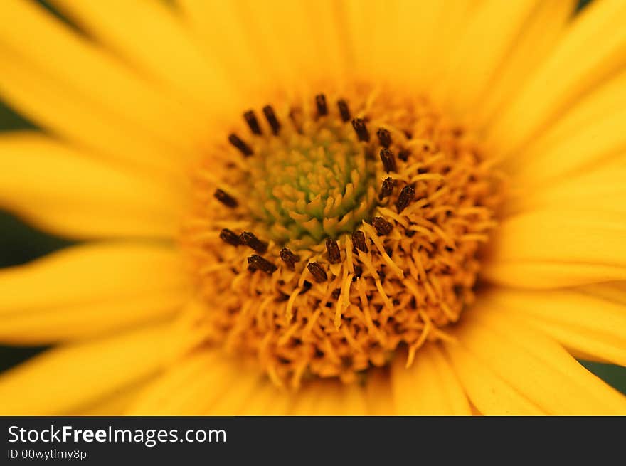 A detailed golden yellow chrysanthemum flower in the sun, with many stimas and pistils and petal roundly arranged, likes a golden wheel. A detailed golden yellow chrysanthemum flower in the sun, with many stimas and pistils and petal roundly arranged, likes a golden wheel.