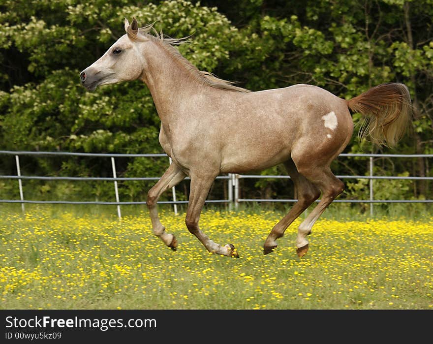 Close-ep of a two year old Arabian colt running in field. Close-ep of a two year old Arabian colt running in field