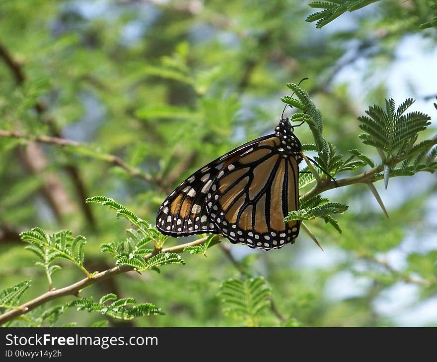 Monarch resting on tree in Gainesville Florida - May 2008. Monarch resting on tree in Gainesville Florida - May 2008.