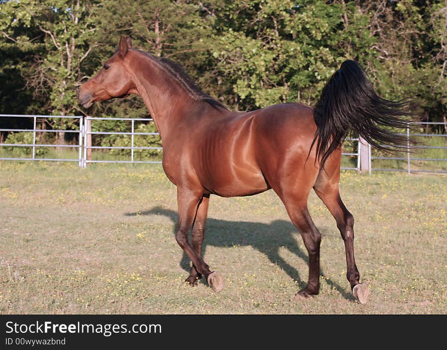 Arabian stallion trotting away from view. Arabian stallion trotting away from view