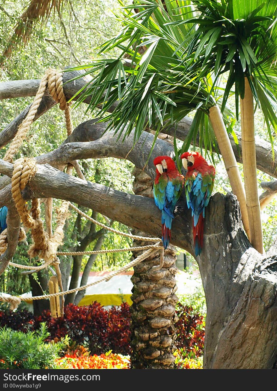 Parrot pair