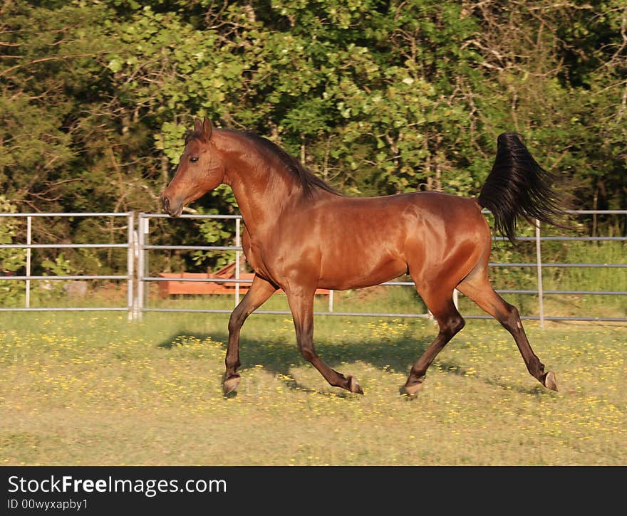 Bay Arabian stallion trotting in arena. Bay Arabian stallion trotting in arena