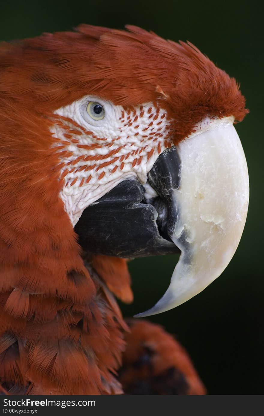 Portrait of a scalet macaw. Portrait of a scalet macaw