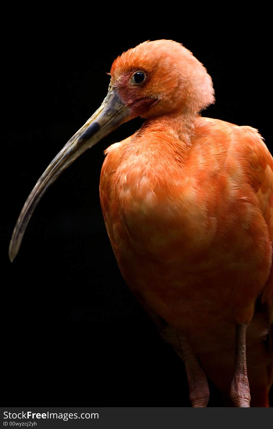 Scalet ibis