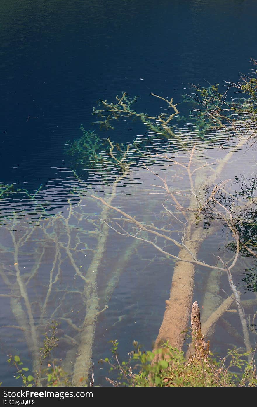 Tree In Lake