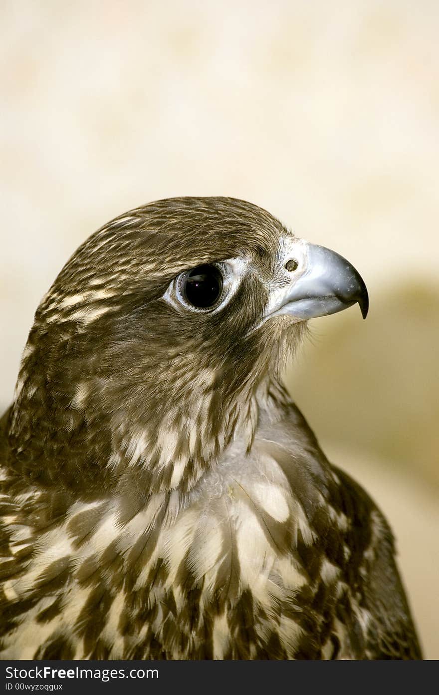 Falcon