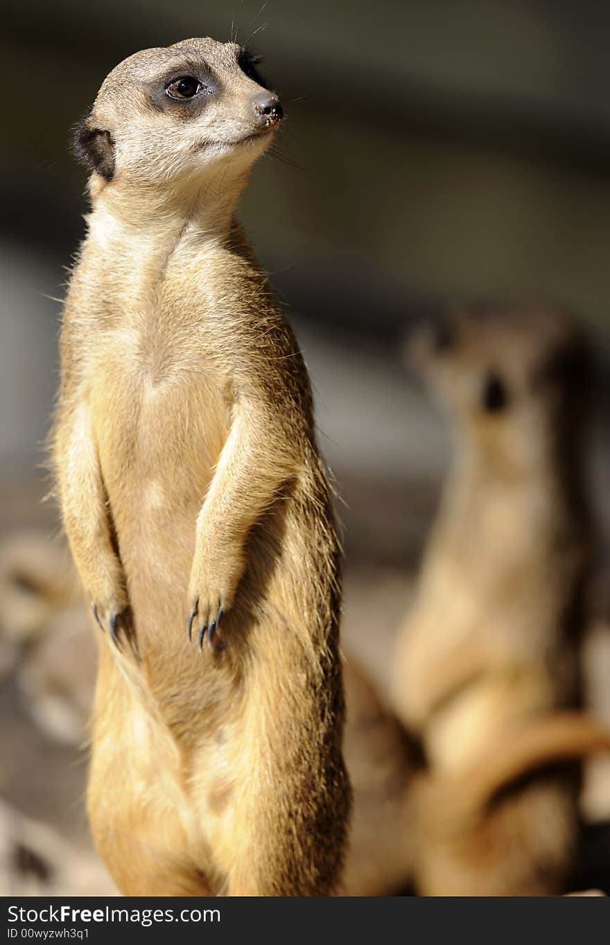 Slender-tailed suricate on guard for his family