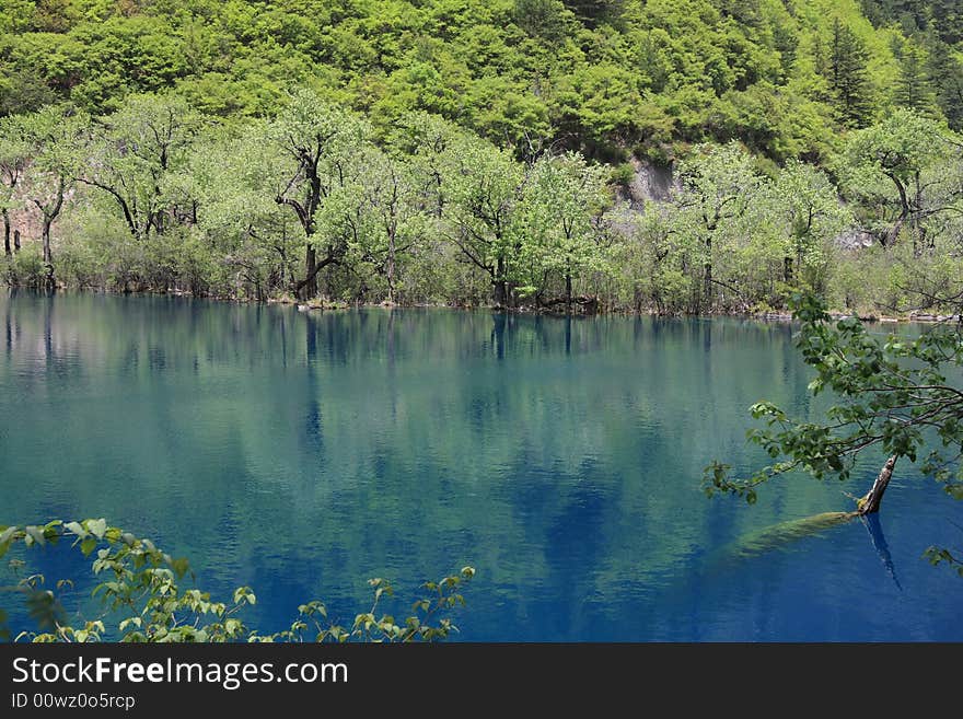 Quiet lake with big trees