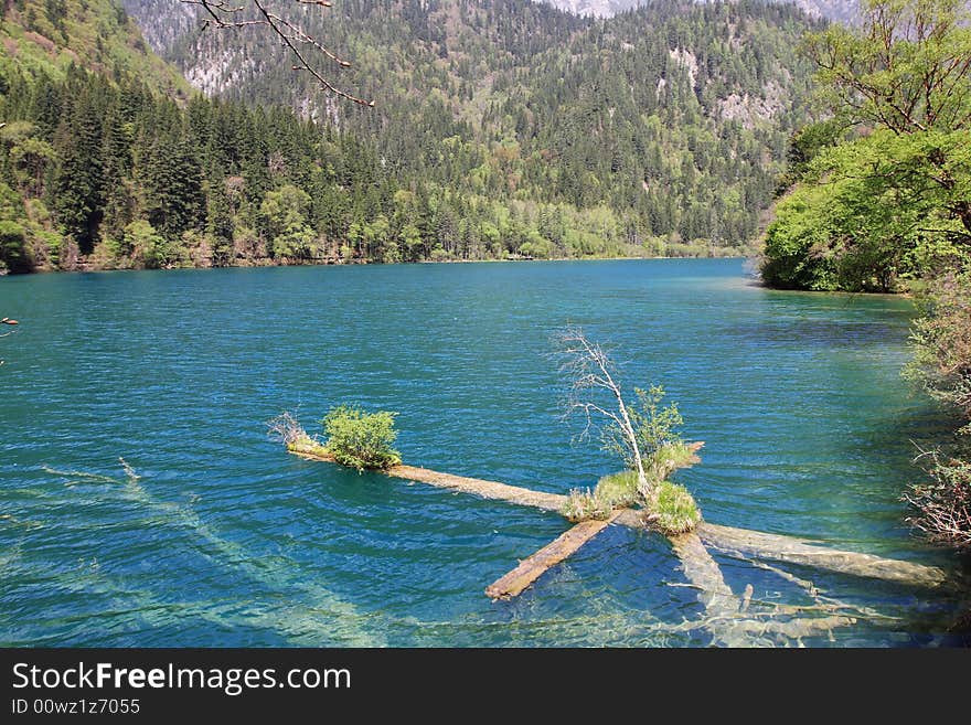 Tree in lake